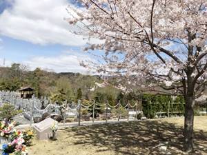 神戸聖地霊園の「樹木葬さくら」